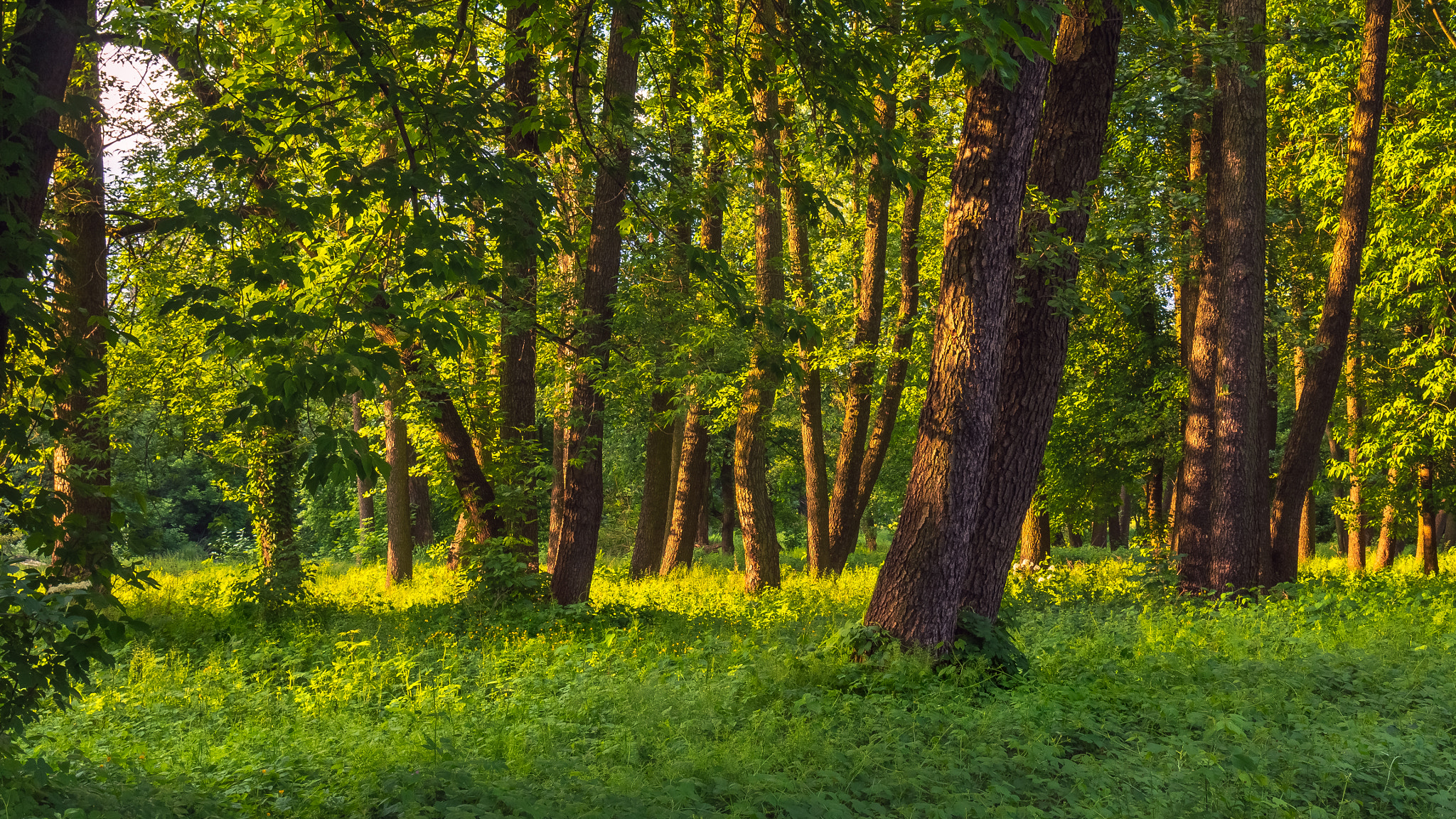 Olympus PEN E-PL6 sample photo. The enchanted forest photography