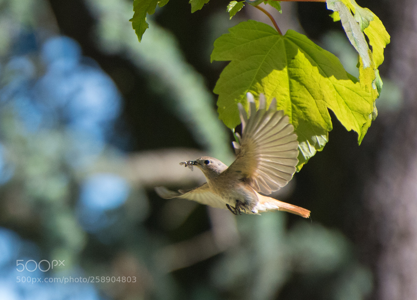 Nikon D750 sample photo. Common redstart photography