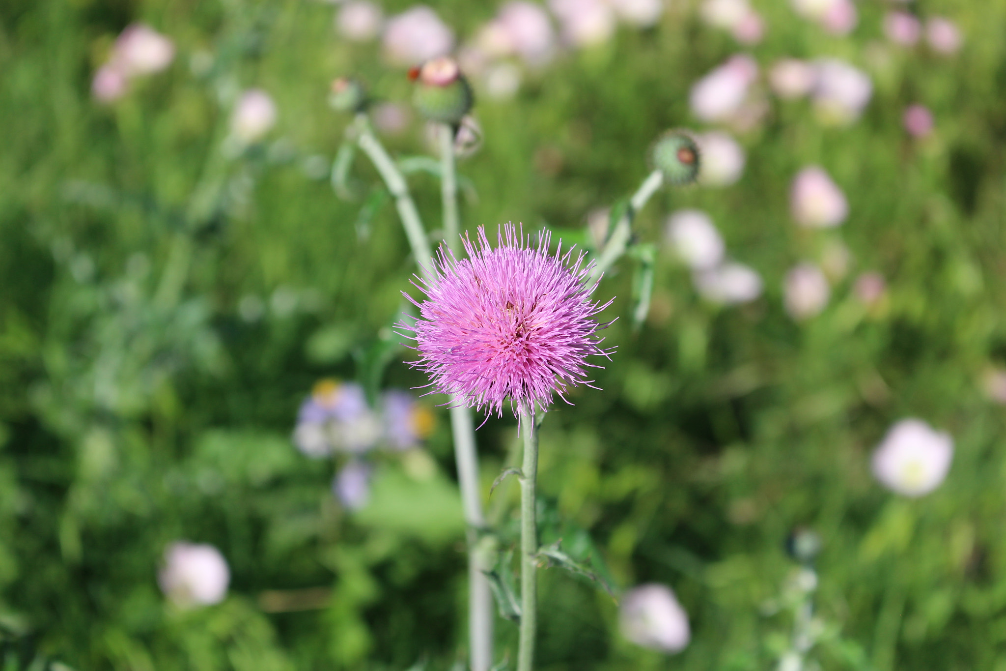 Canon EOS 100D (EOS Rebel SL1 / EOS Kiss X7) sample photo. Img photography