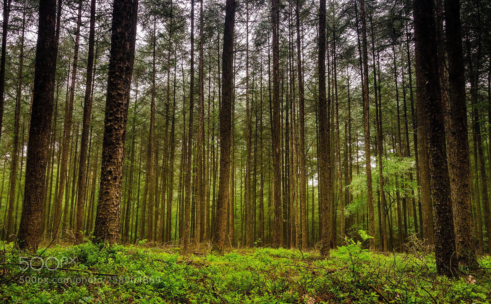 Nikon D7000 sample photo. Standing trees photography