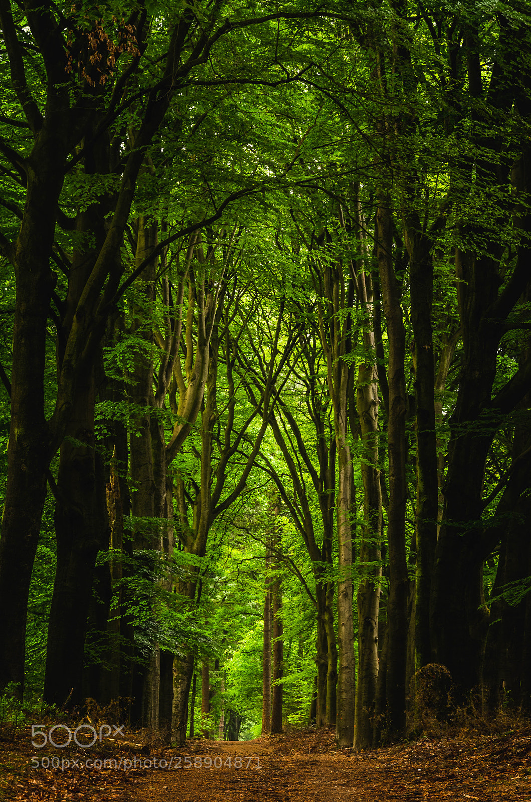Nikon D7000 sample photo. Trees lead the path photography