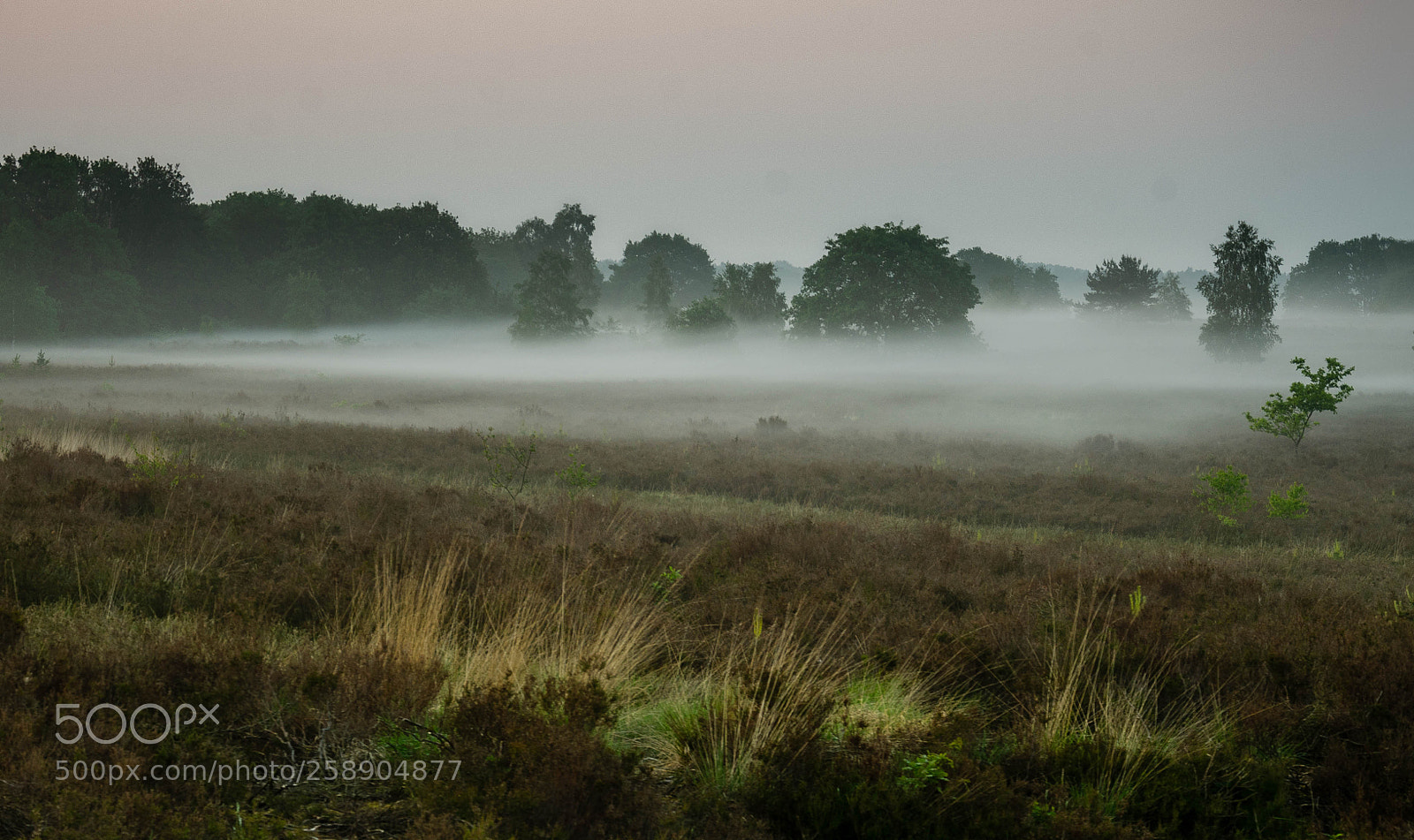 Nikon D7000 sample photo. Meadow in fog photography