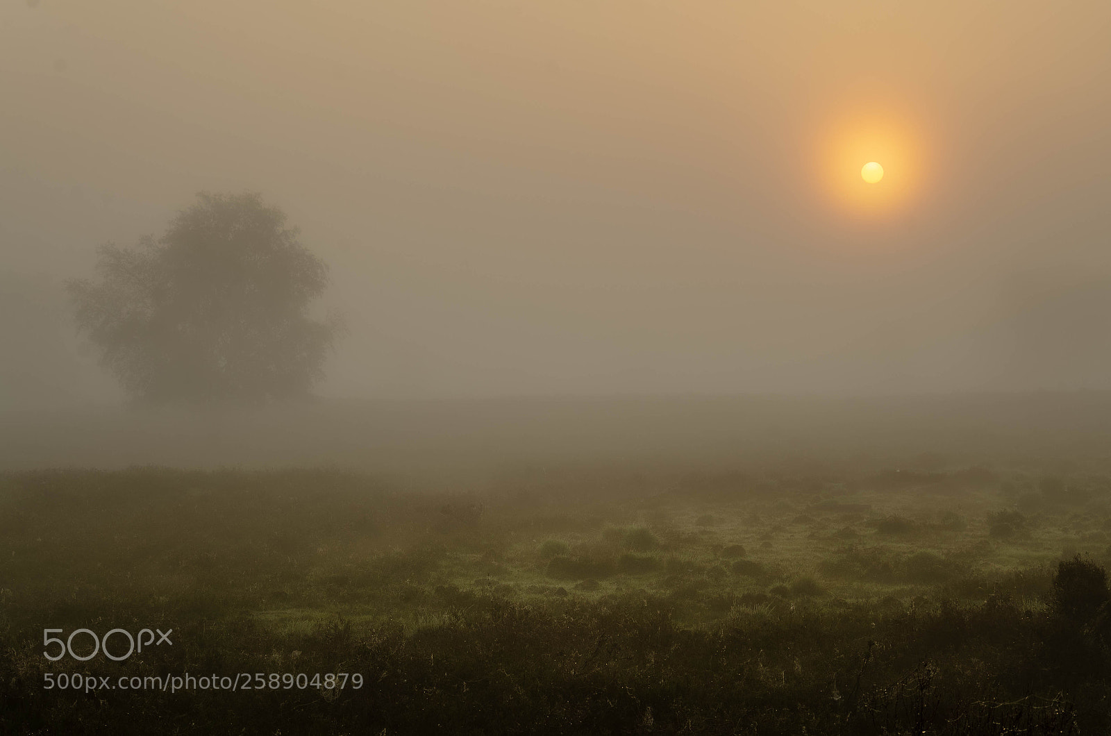 Nikon D7000 sample photo. Foggy sunrise photography