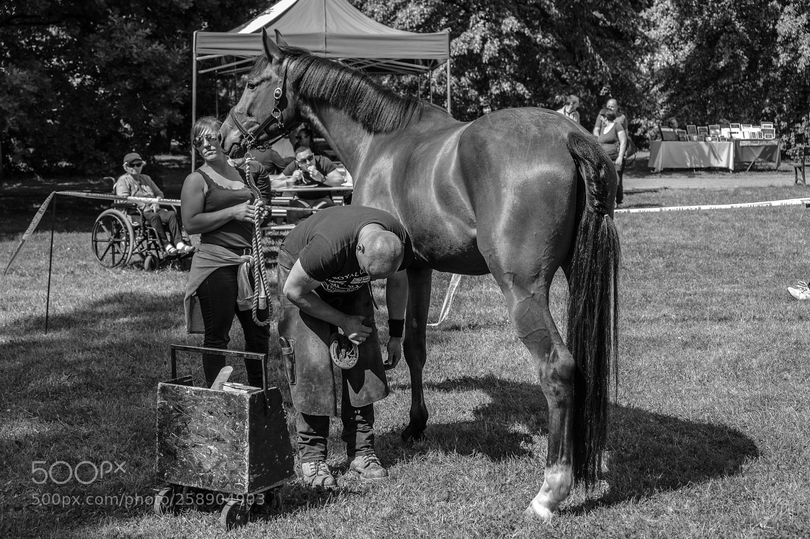 Fujifilm X-T20 sample photo. Shoeing a horse photography