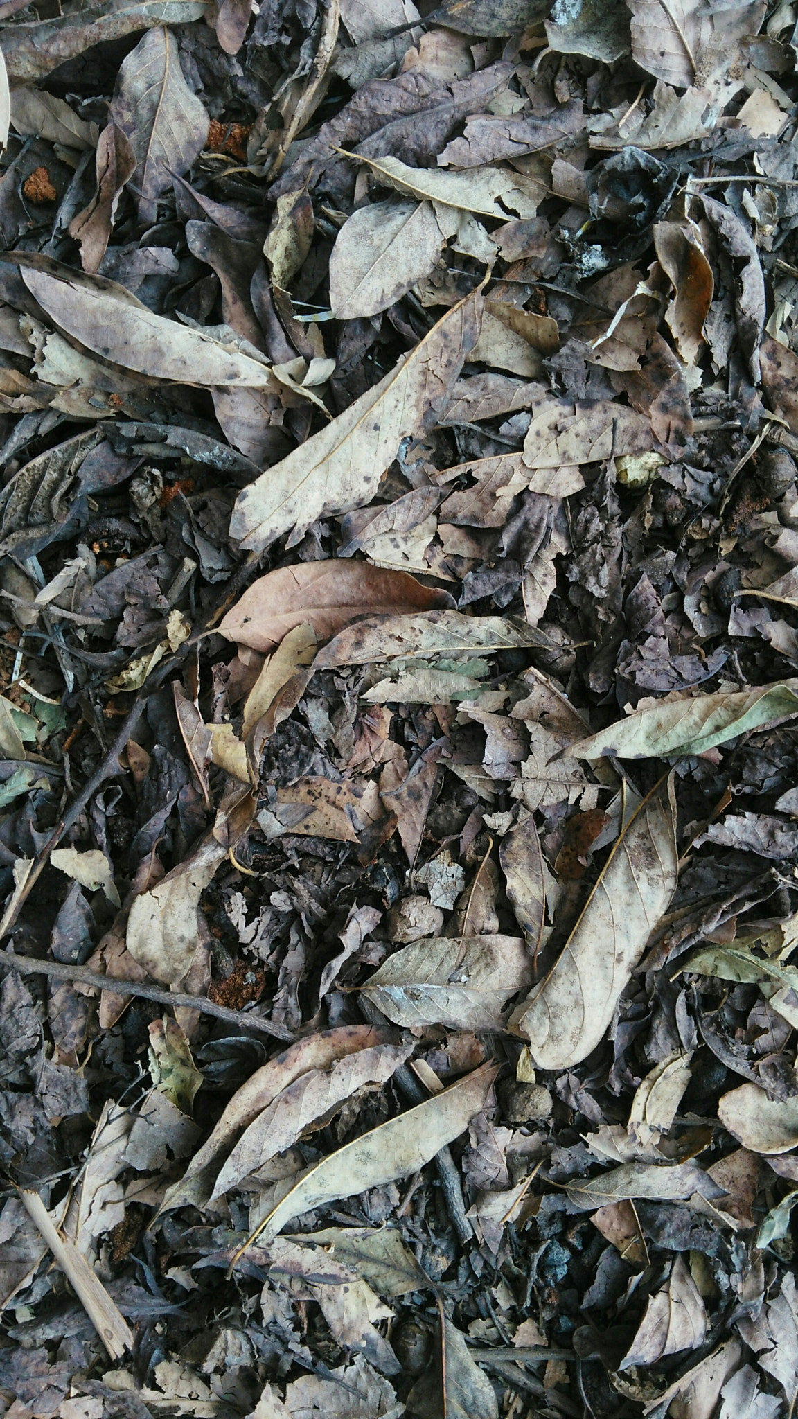 HUAWEI Che1-L04 sample photo