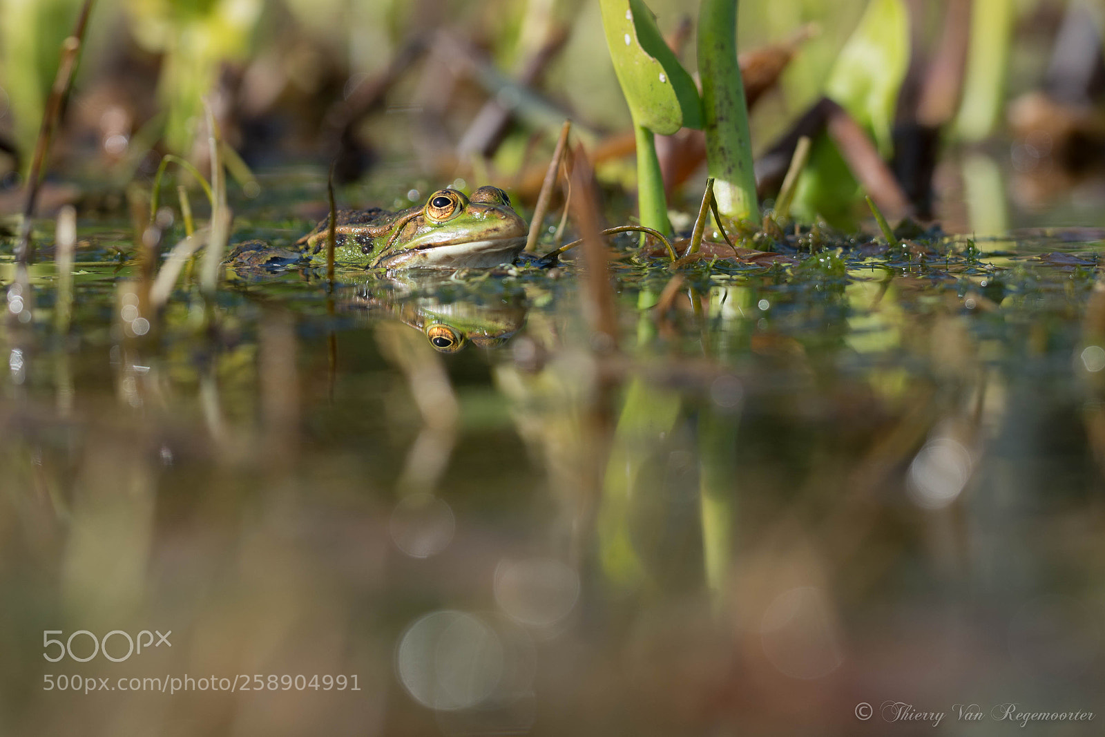 Nikon D7100 sample photo. Grenouille photography