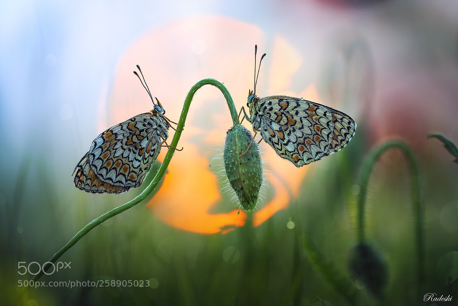 Nikon D800E sample photo. The butterfly garden photography