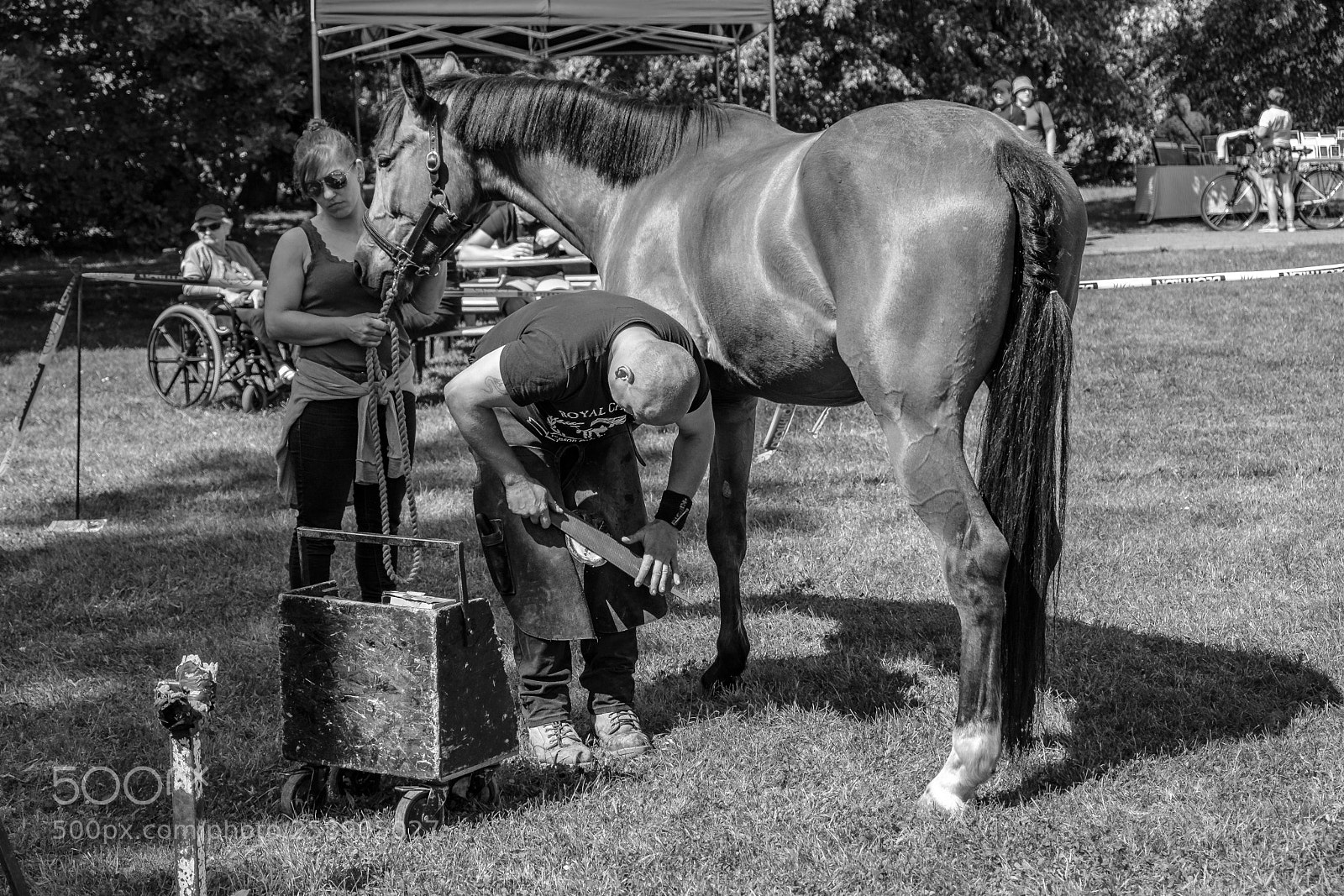 Fujifilm X-T20 sample photo. Shoeing a horse photography