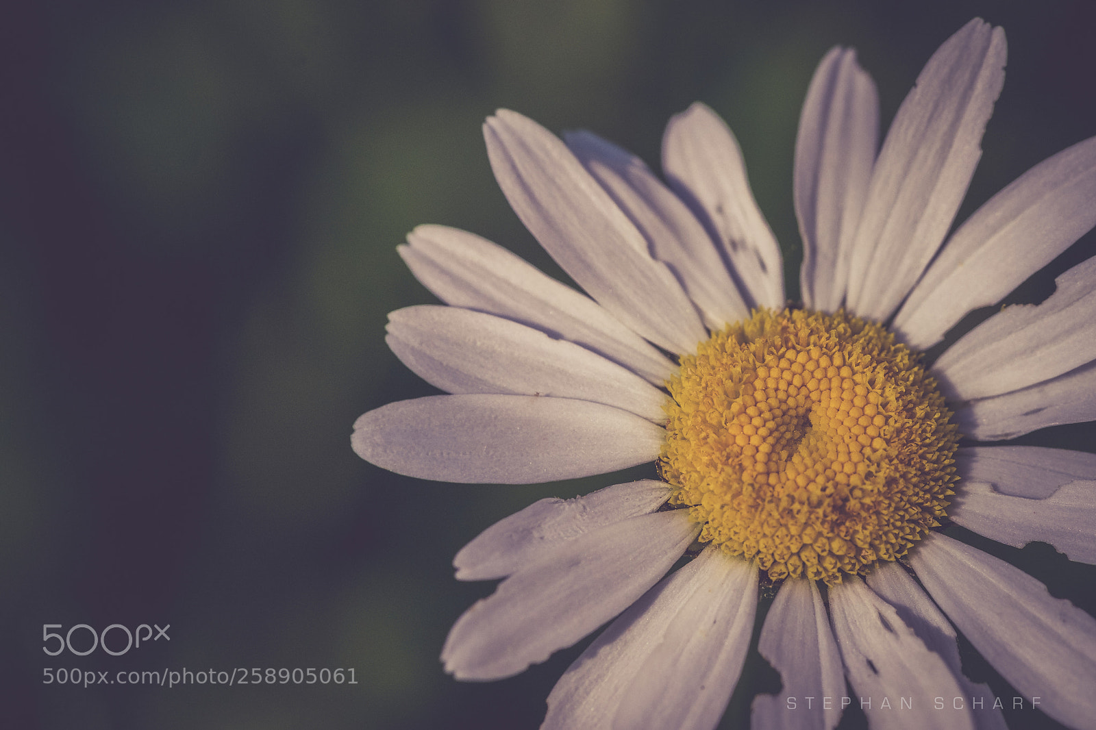 Fujifilm X-T10 sample photo. Marguerite photography