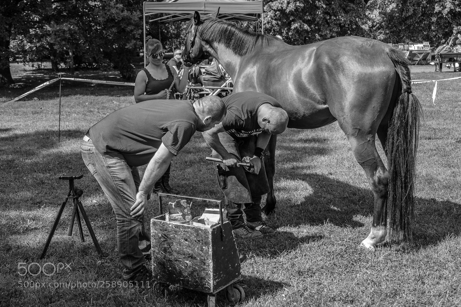 Fujifilm X-T20 sample photo. Shoeing a horse photography