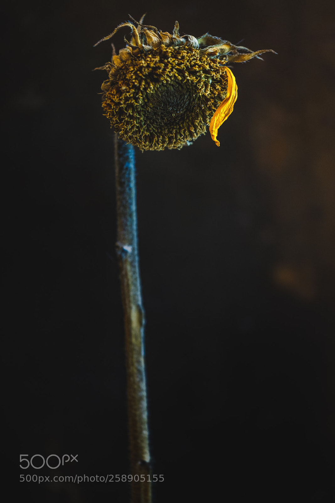 Fujifilm X-T2 sample photo. Sunflower photography
