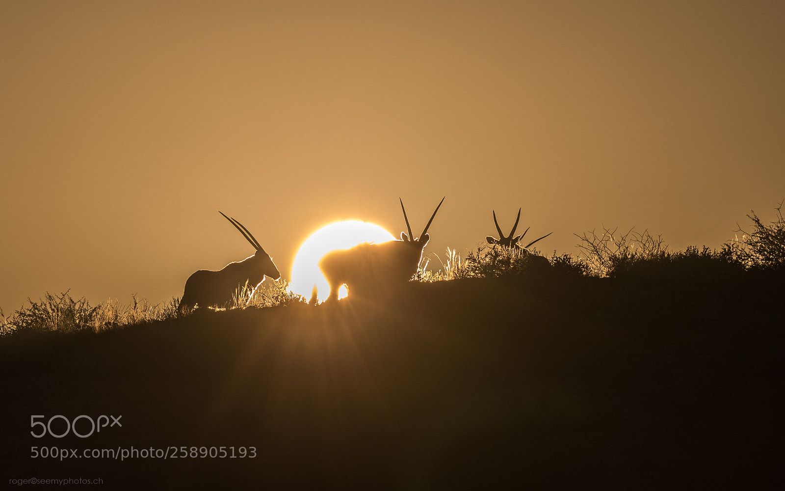 Canon EOS-1D X Mark II sample photo. Oryx sunrise photography