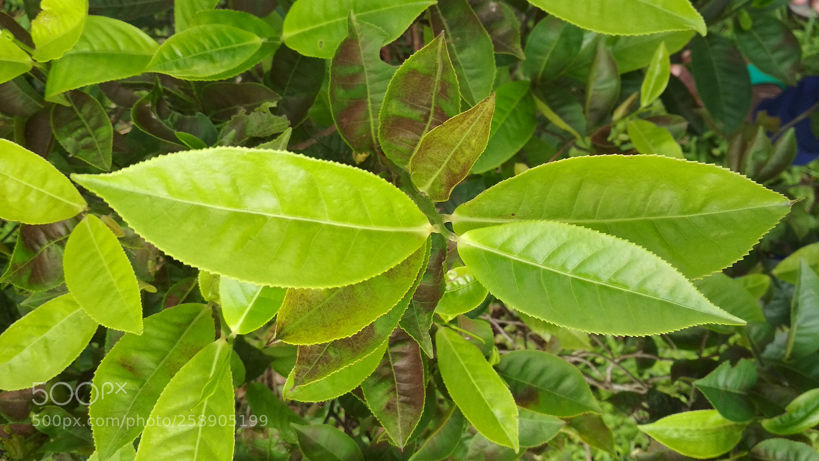 Xiaomi Redmi 4 Pro sample photo. Untitled photography