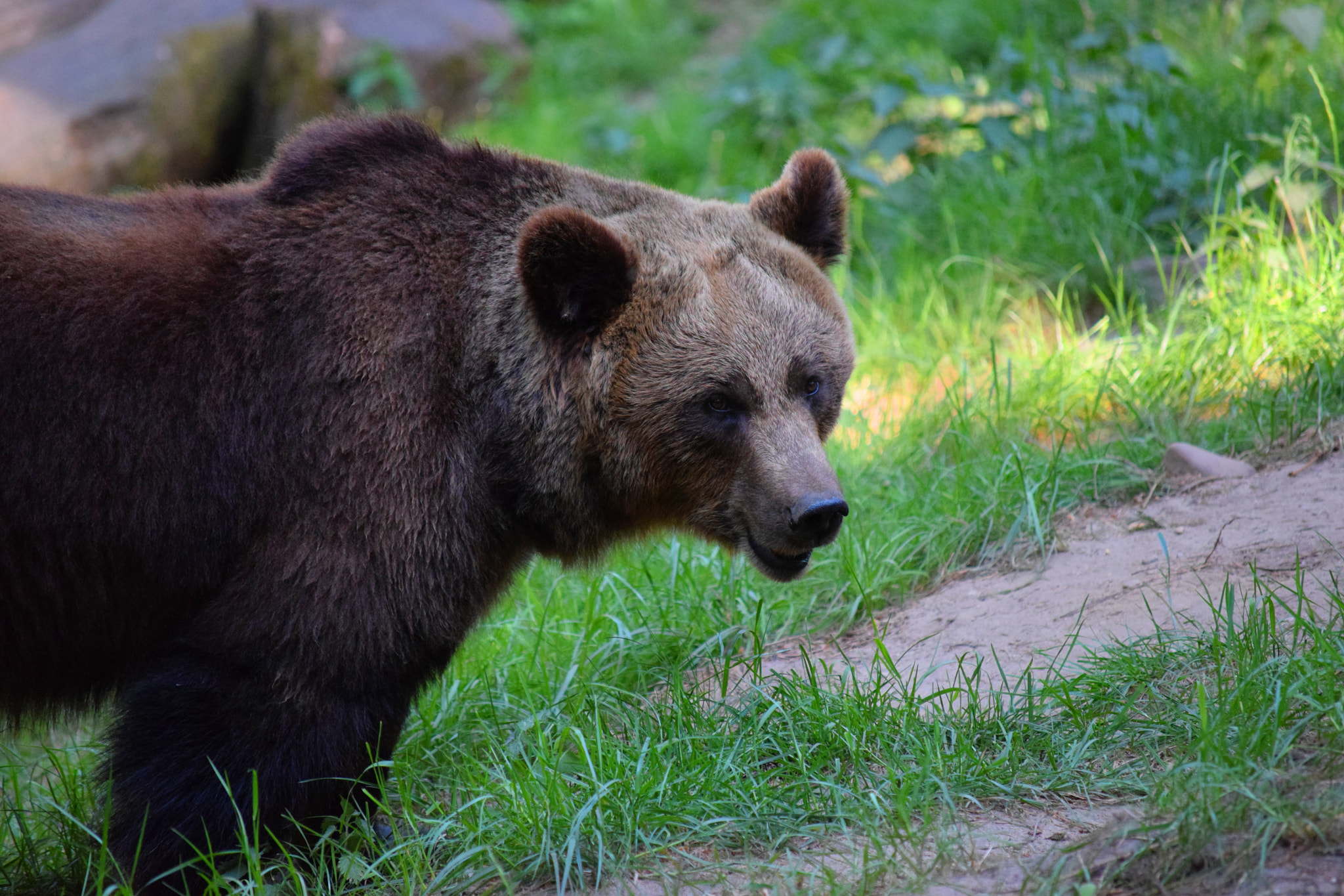 Nikon D5300 sample photo. Brownbear photography