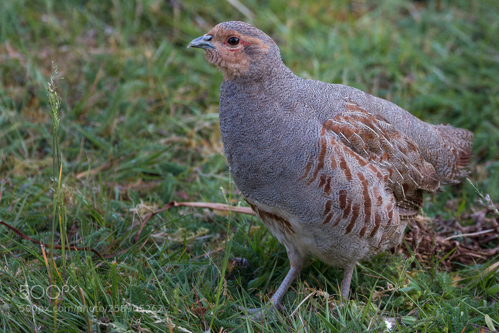Canon EOS 70D sample photo. Wild partridge photography