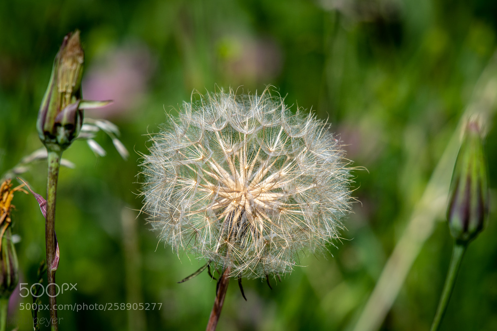 Nikon D5 sample photo. Ein statement (deutsch) photography