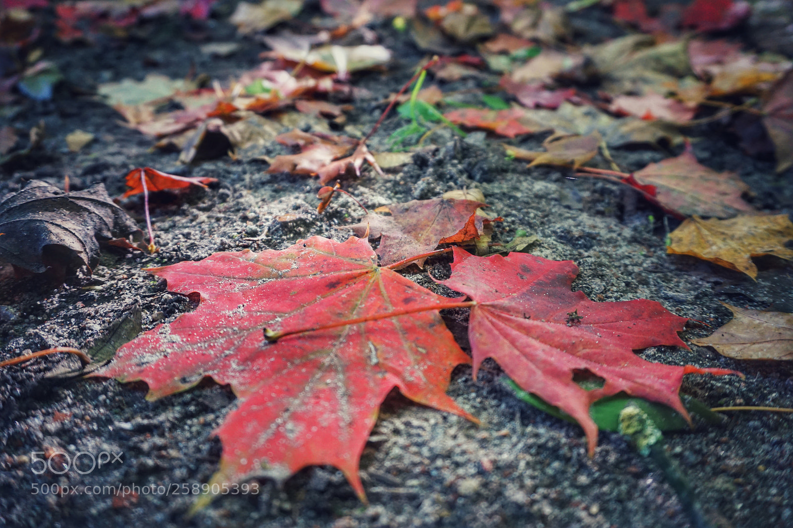 Sony a6000 sample photo. Untitled photography