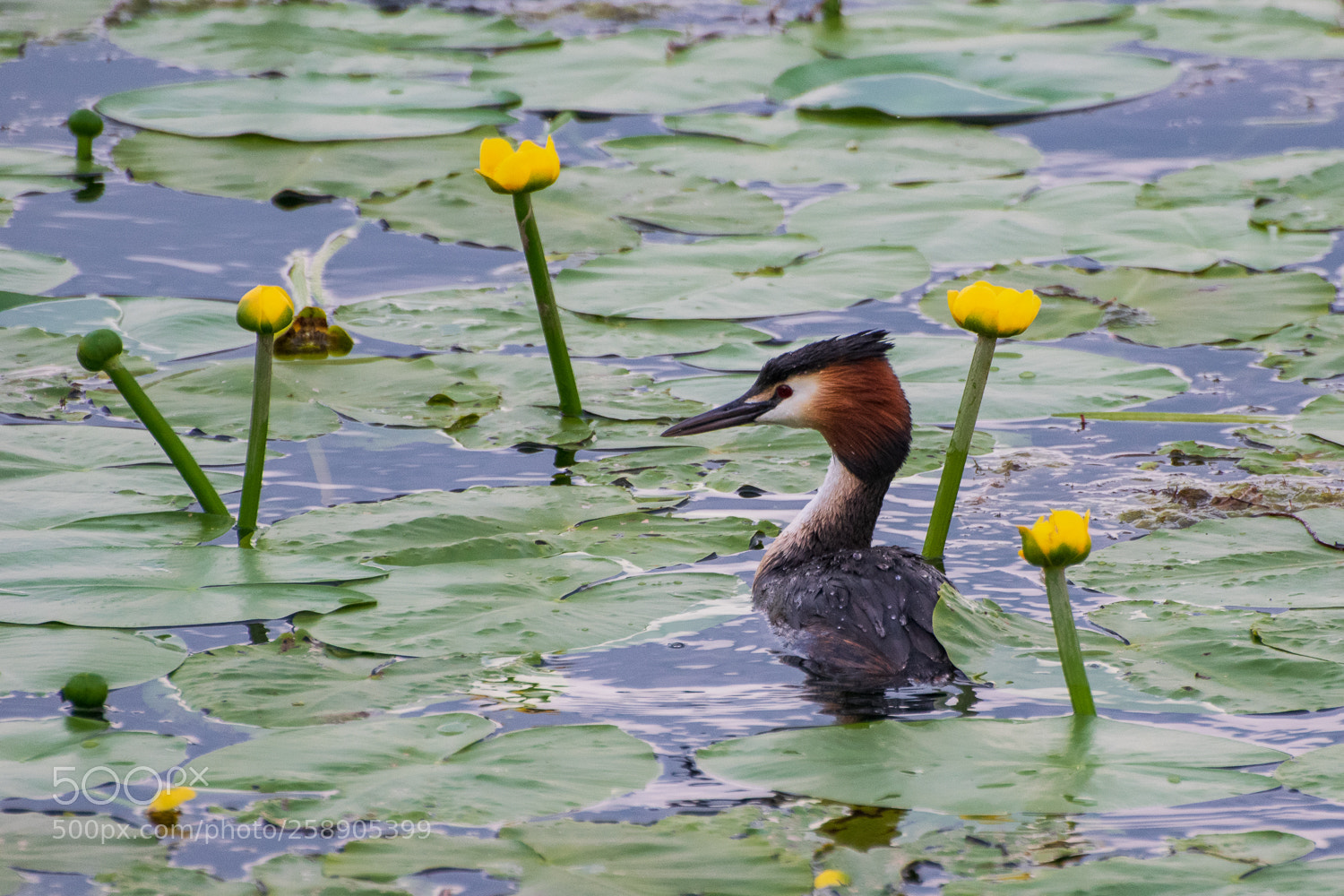 Nikon D3300 sample photo. Swimming between flowers photography