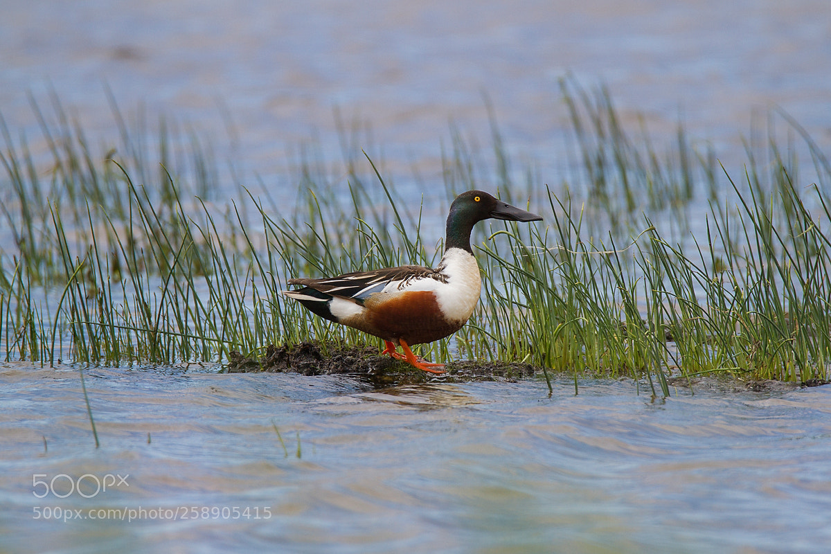 Canon EOS 7D sample photo. Northern shoveler photography