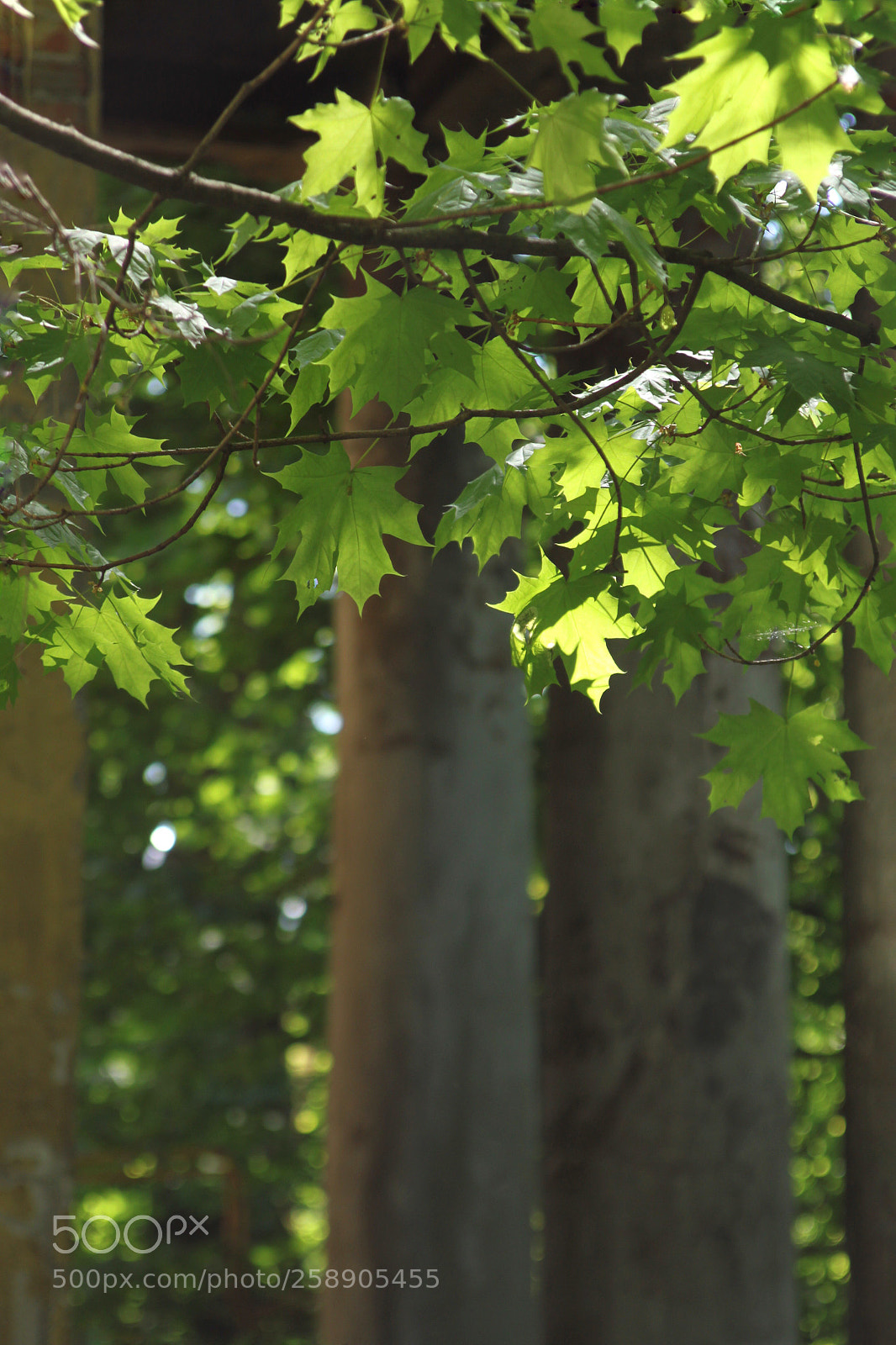 Canon EOS 500D (EOS Rebel T1i / EOS Kiss X3) sample photo. Leaves photography