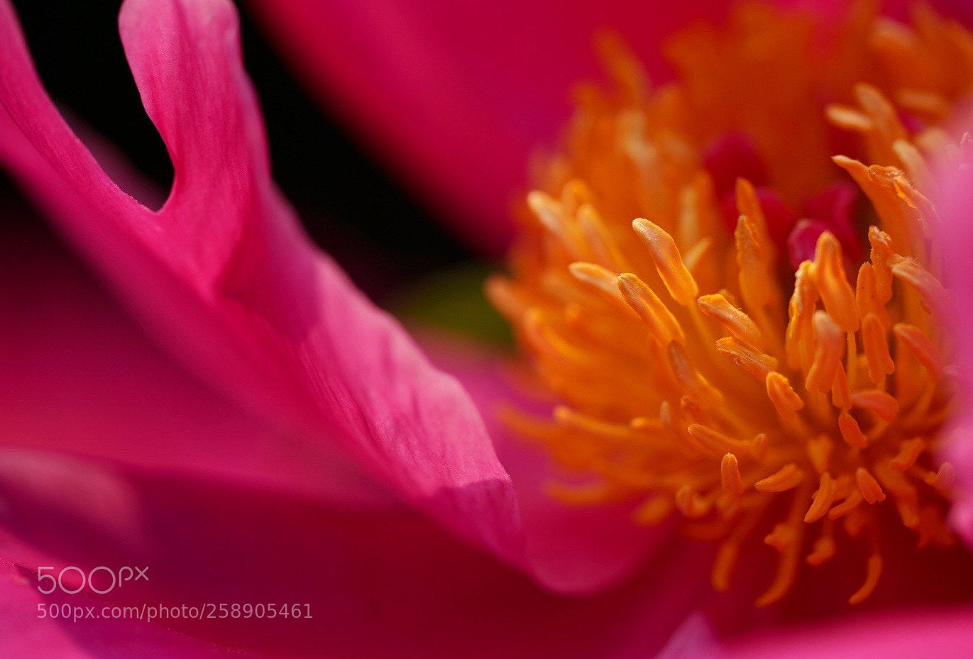 Sony a7R III sample photo. Peony  photography