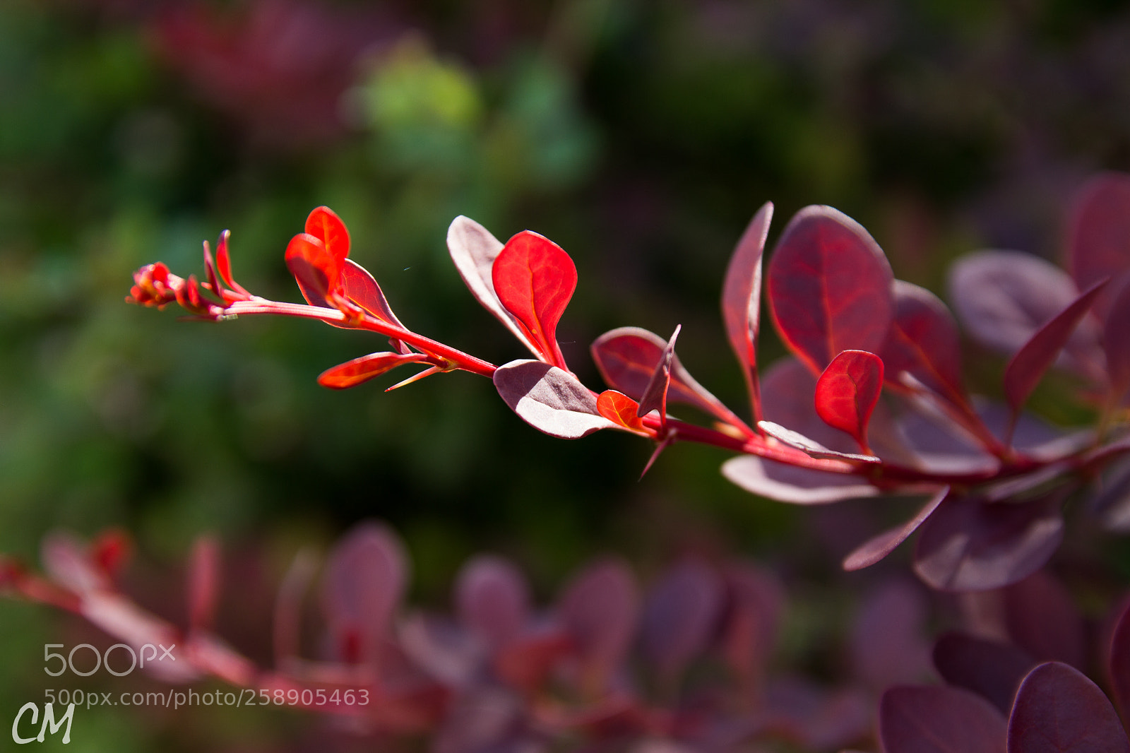 Canon EOS 1200D (EOS Rebel T5 / EOS Kiss X70 / EOS Hi) sample photo. Twig in red photography