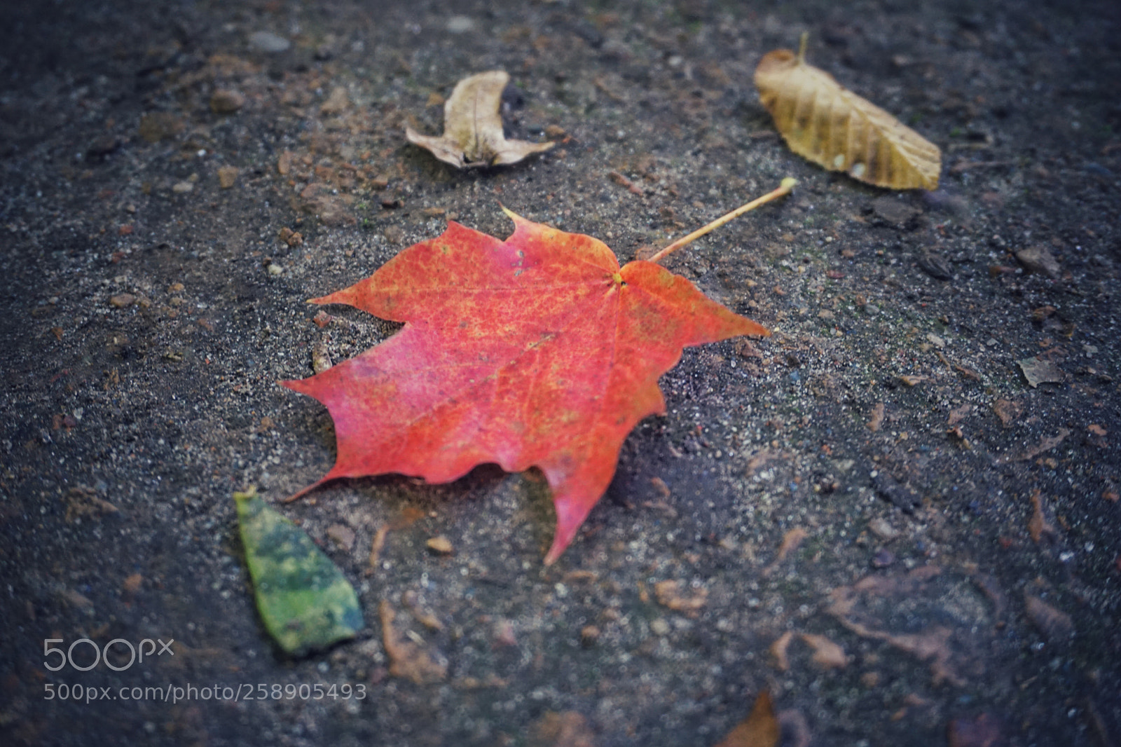 Sony a6000 sample photo. Untitled photography