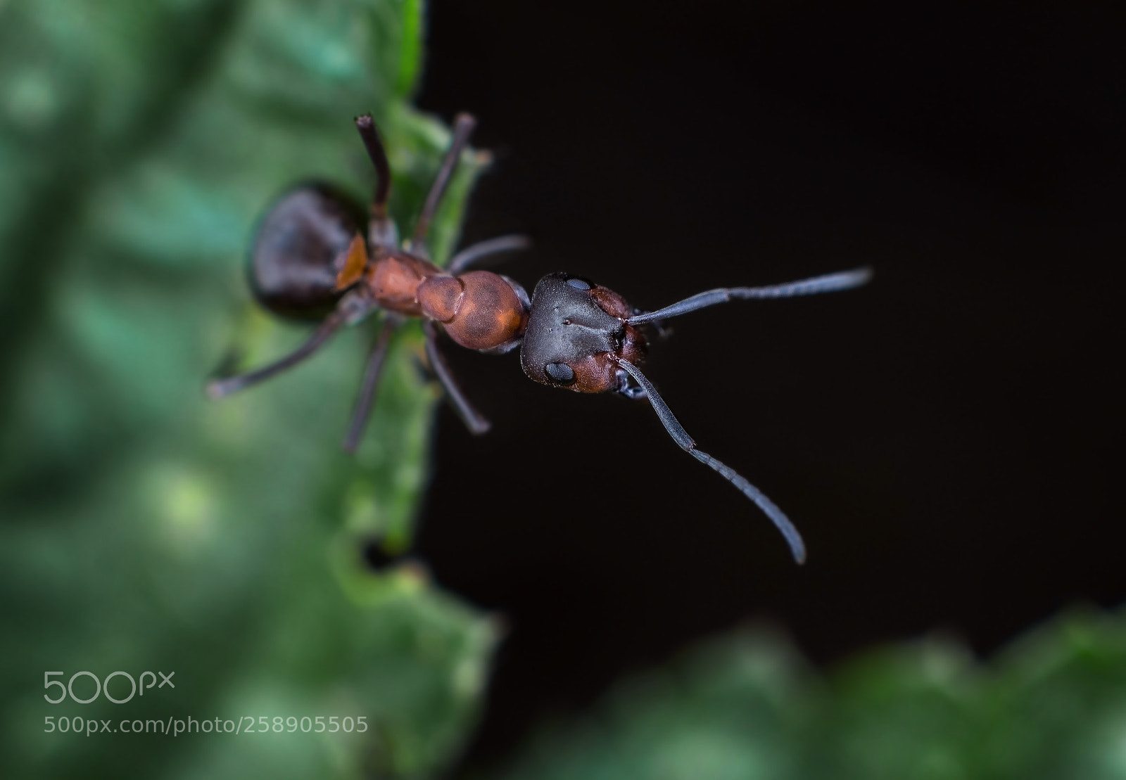 Canon EOS 700D (EOS Rebel T5i / EOS Kiss X7i) sample photo. Little ant photography