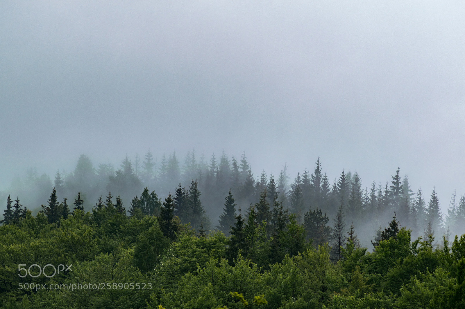 Nikon D3300 sample photo. Layers into the fog photography