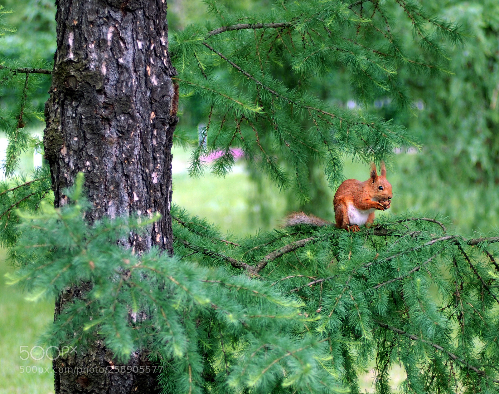 Nikon D80 sample photo. Squirrel on a pine photography