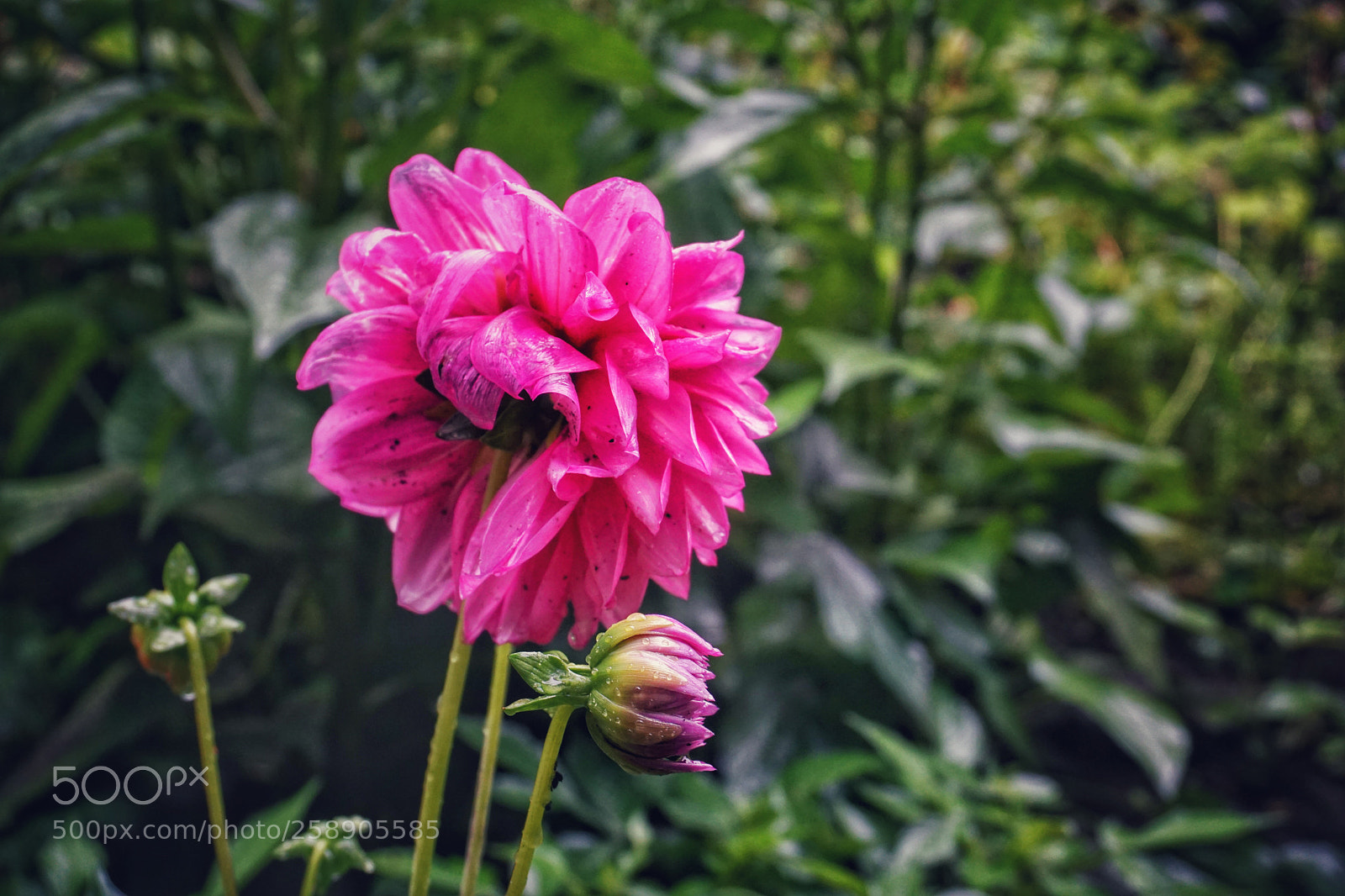 Sony a6000 sample photo. Untitled photography