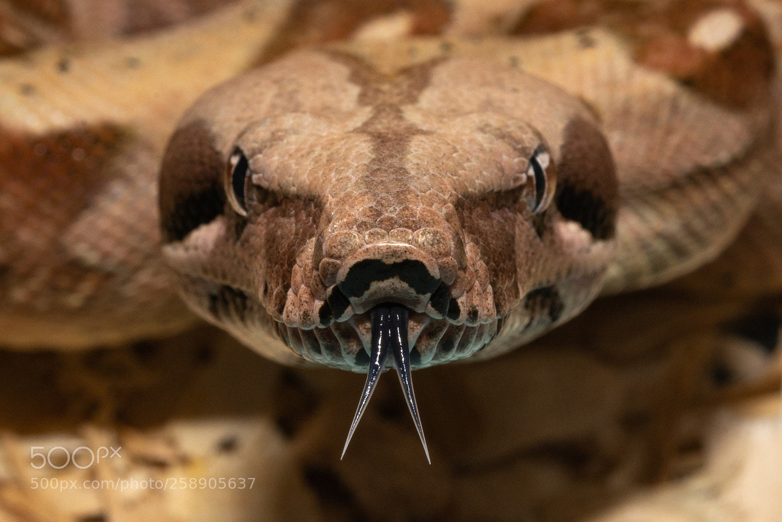 Nikon D7100 sample photo. Tongue tips photography