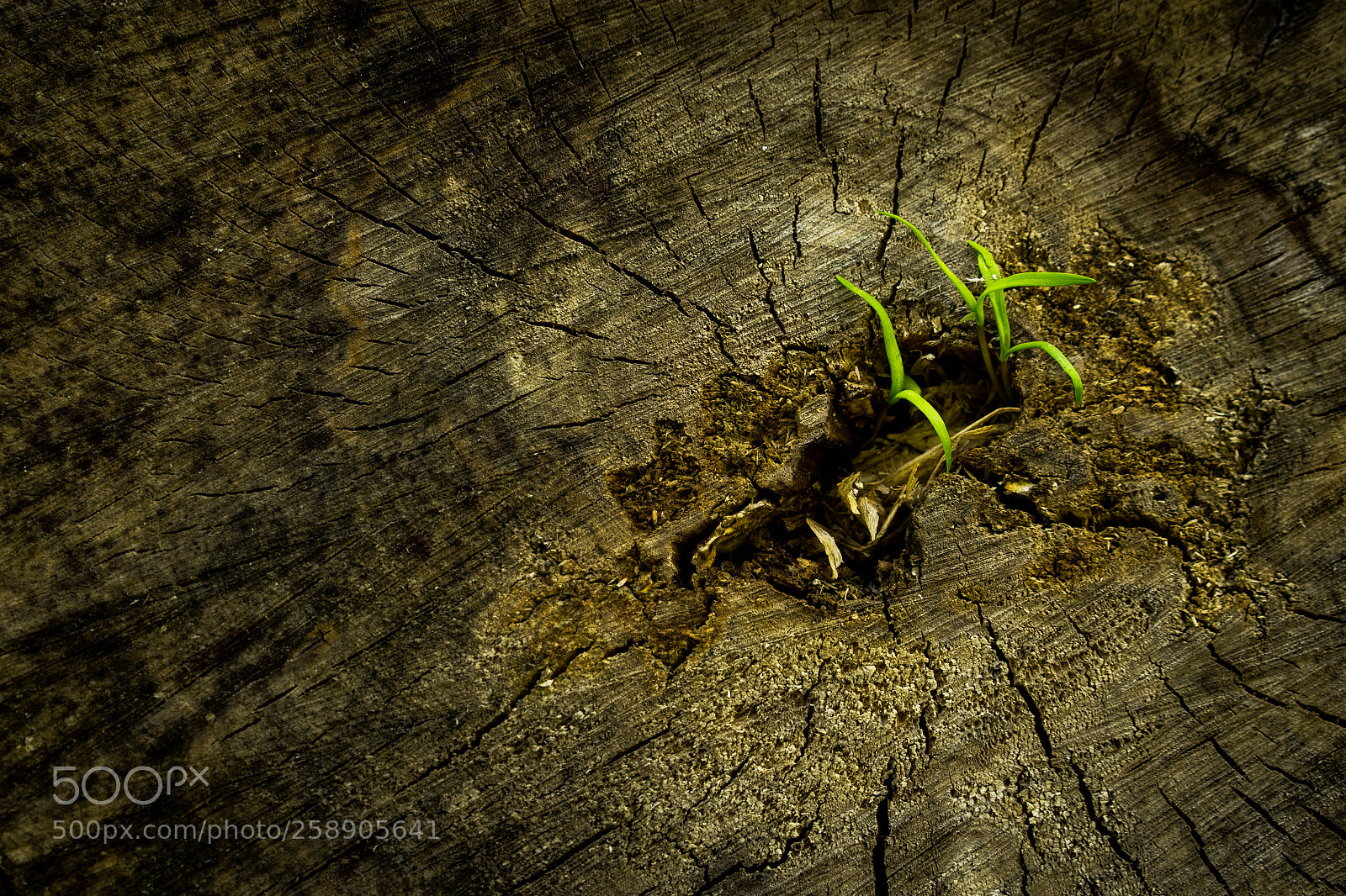 Sony a7 II sample photo. Grass from wood photography
