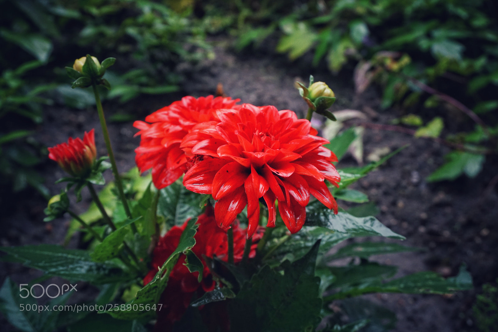 Sony a6000 sample photo. Untitled photography