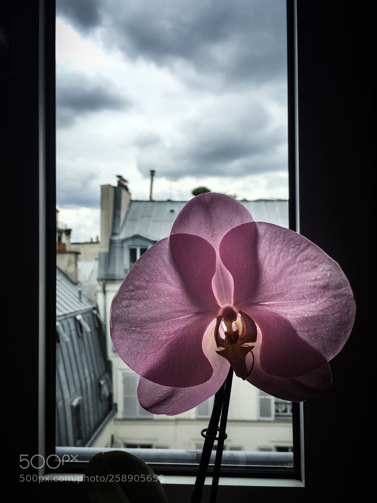 Apple iPhone 6 sample photo. Orchid on the roof photography