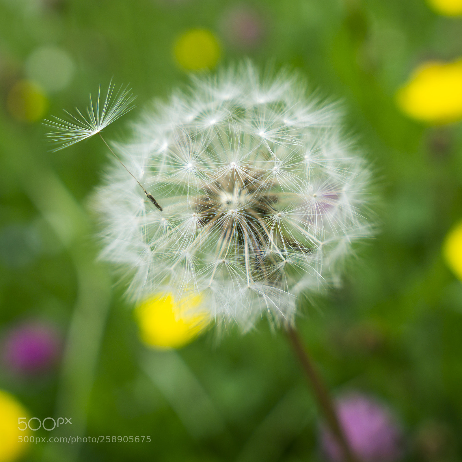 Sony a6000 sample photo. The first to fly photography