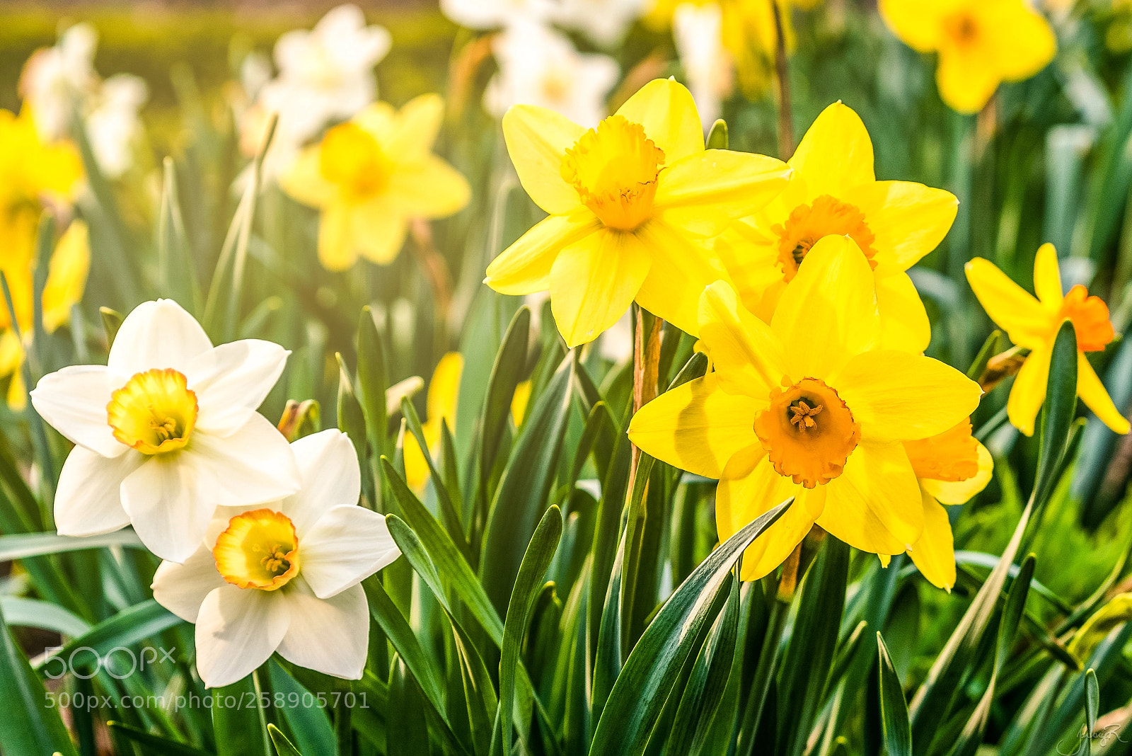 Nikon D810 sample photo. Tulips photography