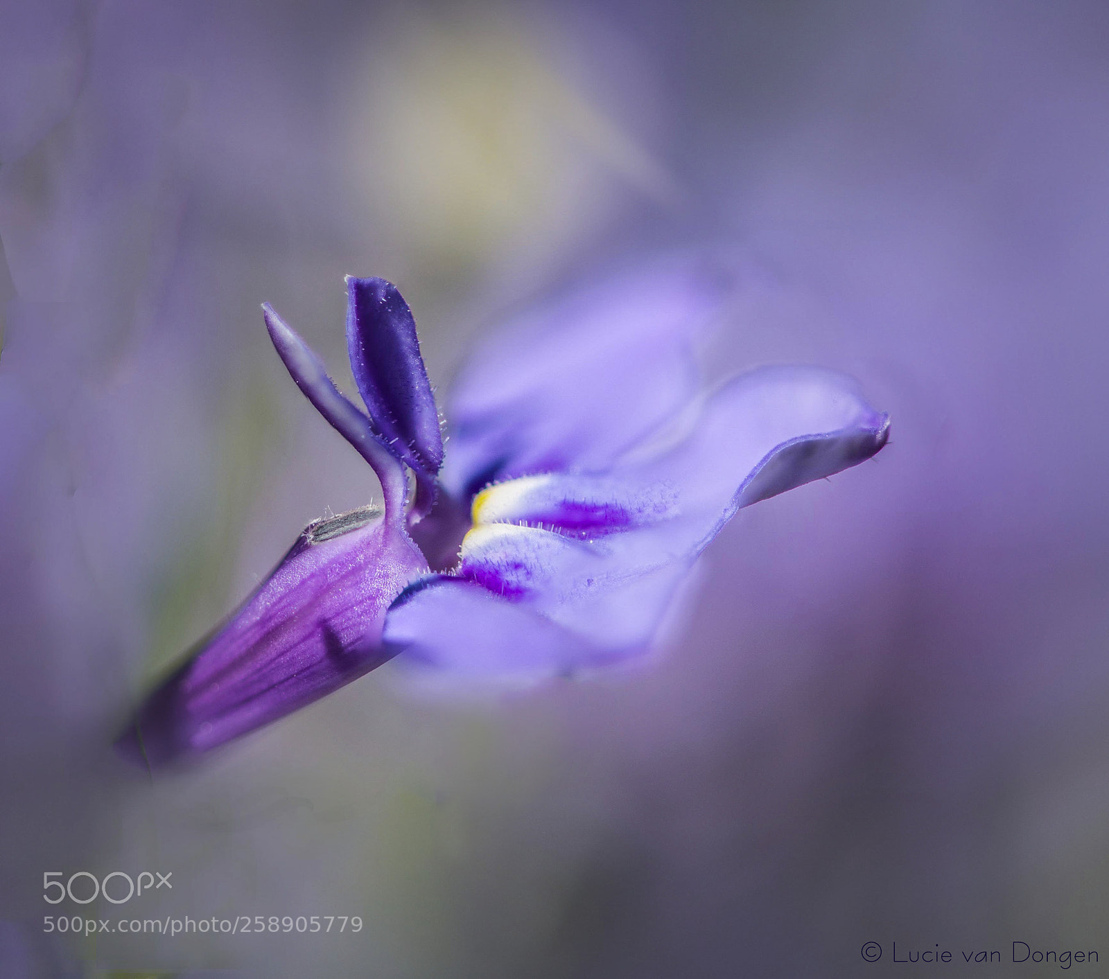 Nikon D610 sample photo. Mauve symphony photography