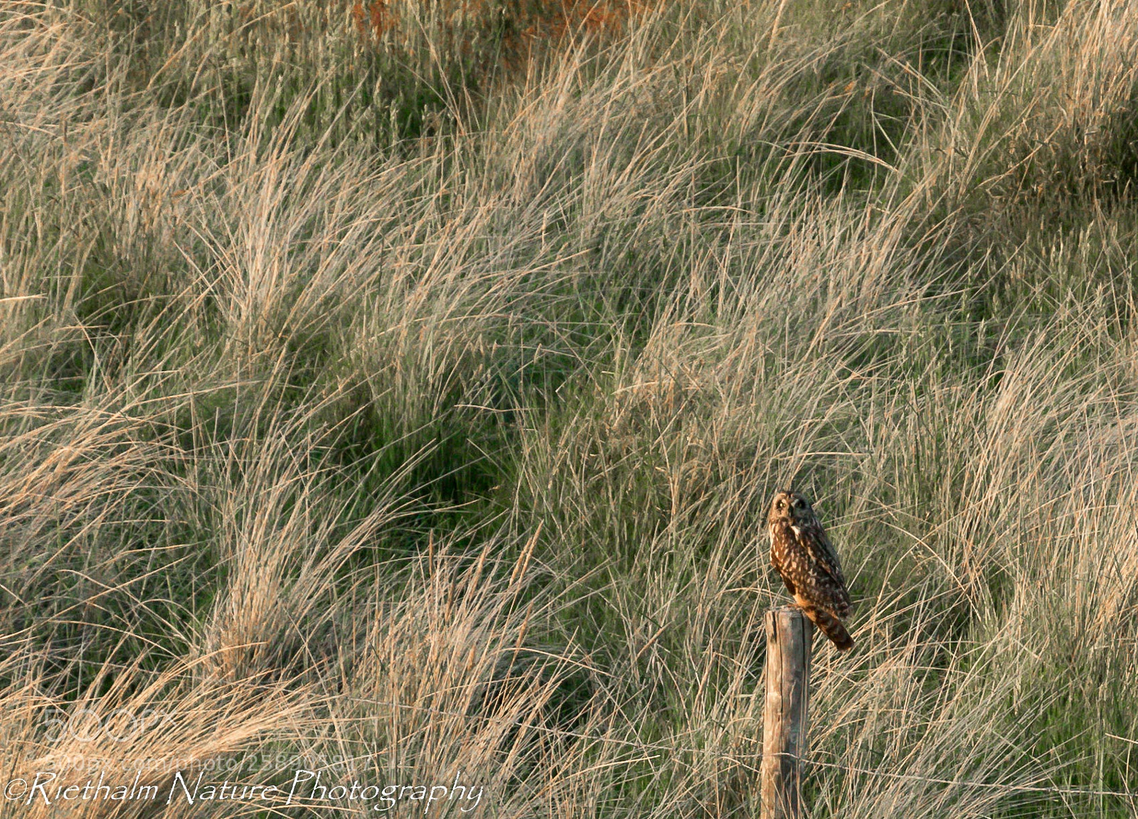 Canon EOS 7D Mark II sample photo. Velduil/field owl photography