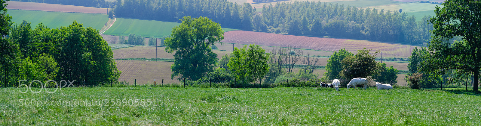 Nikon D850 sample photo. Oudenaarde koppenberg panorama photography