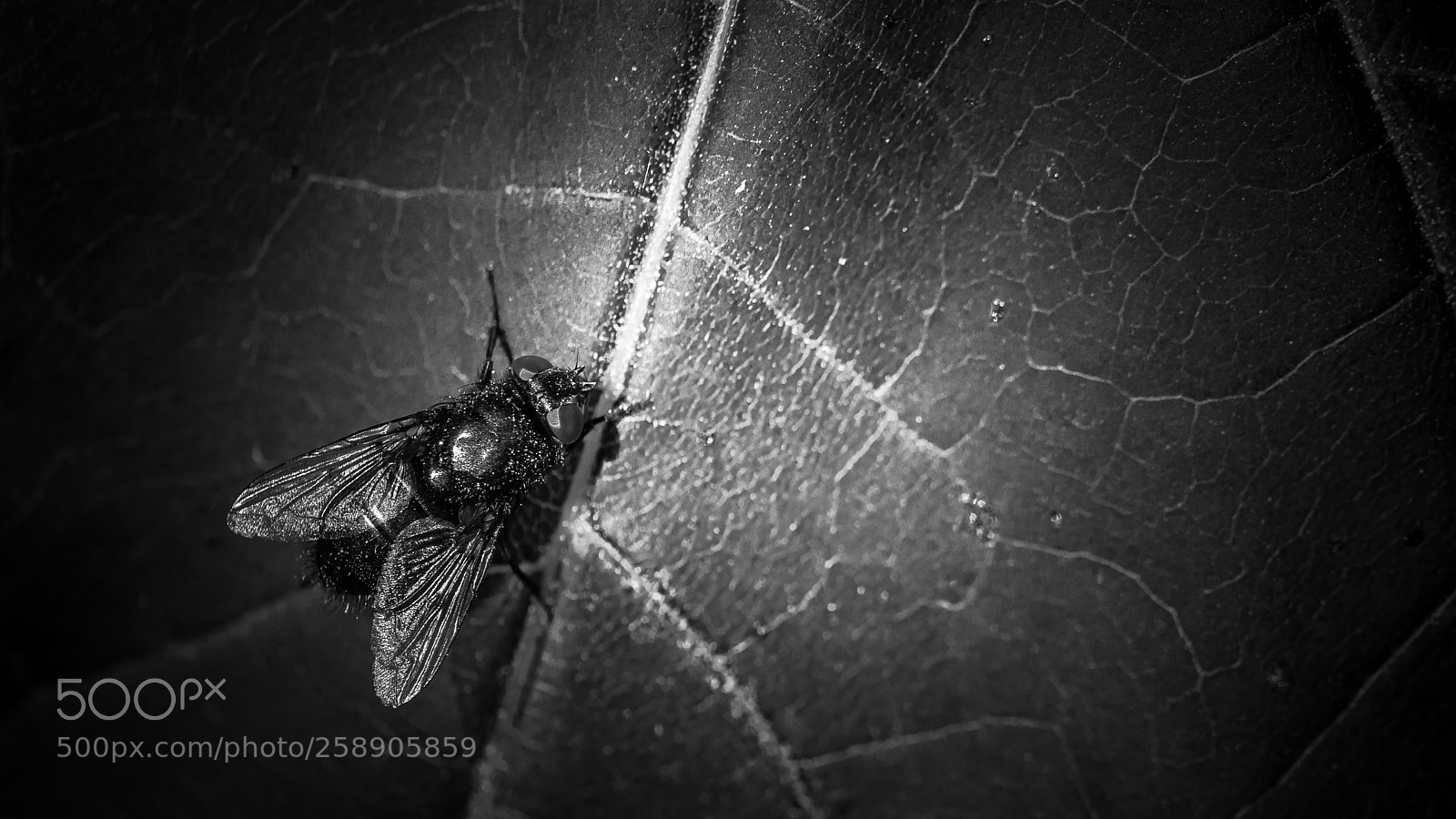 Canon EOS 5D Mark IV sample photo. Fly photography