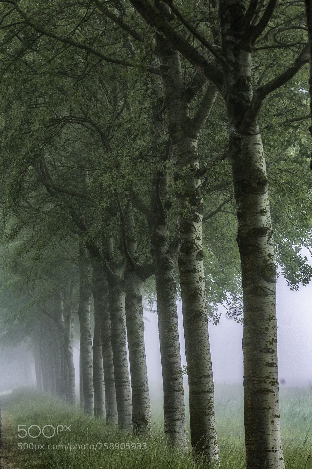 Canon EOS 6D sample photo. Trees photography
