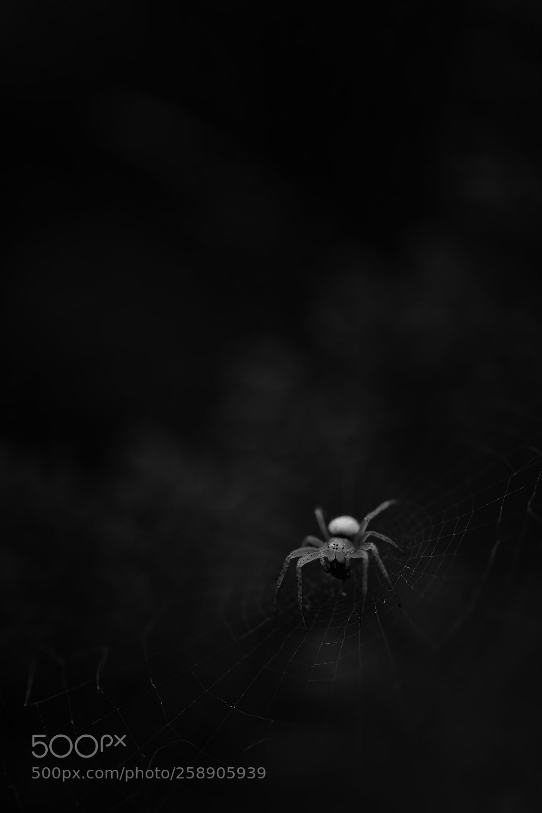 Nikon D750 sample photo. Night spider photography