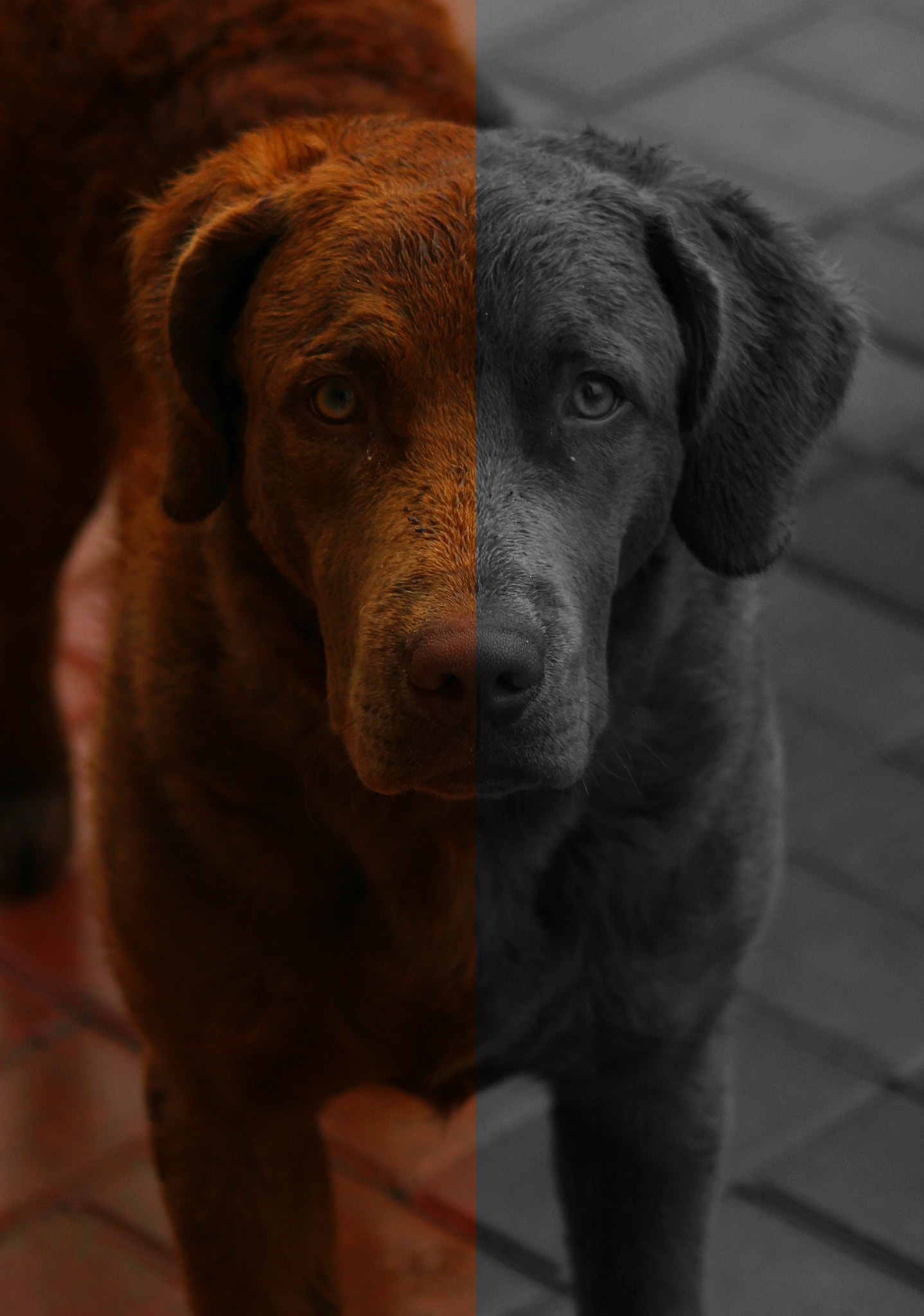 Canon EOS 550D (EOS Rebel T2i / EOS Kiss X4) + Canon EF 75-300mm f/4-5.6 sample photo. Good dog/bad dog photography