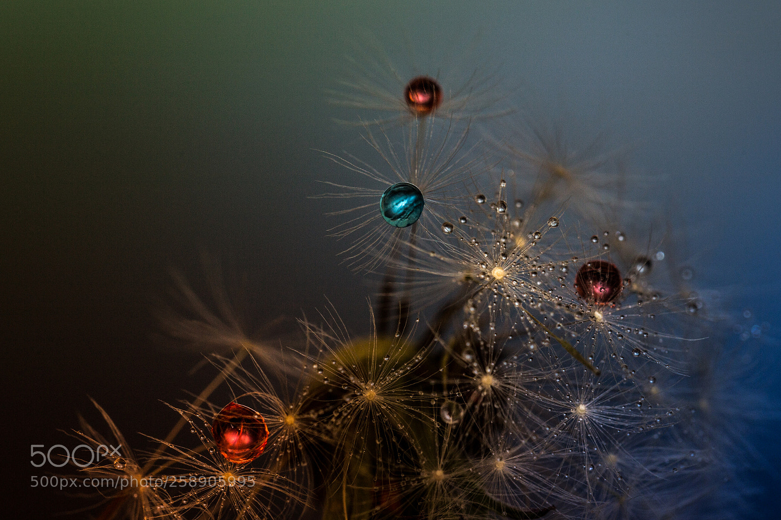 Canon EOS 6D sample photo. Drops, seeds and colors photography