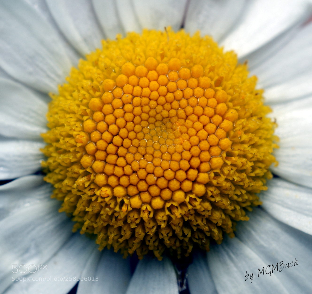 Sony Alpha DSLR-A350 sample photo. The heart of daisy photography