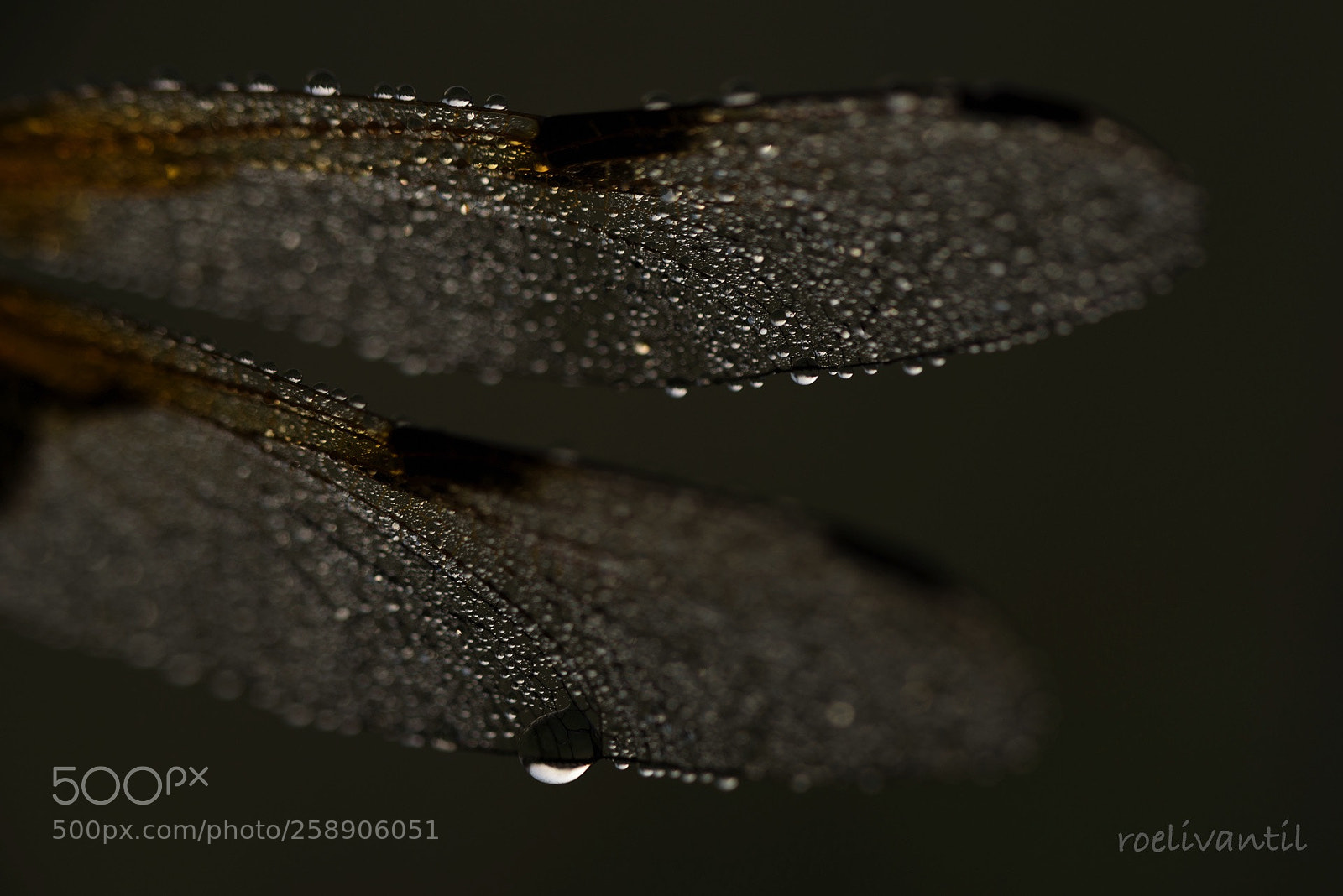 Nikon D750 sample photo. Wings and drops photography