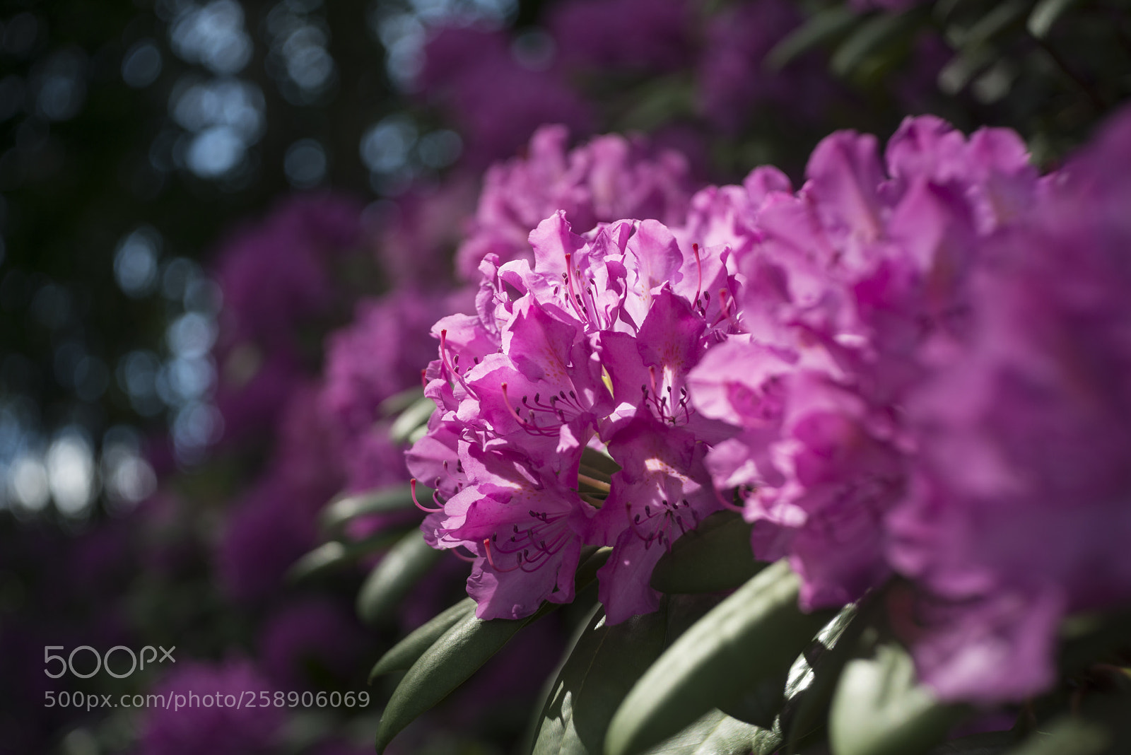Nikon D800 sample photo. Bougy photography