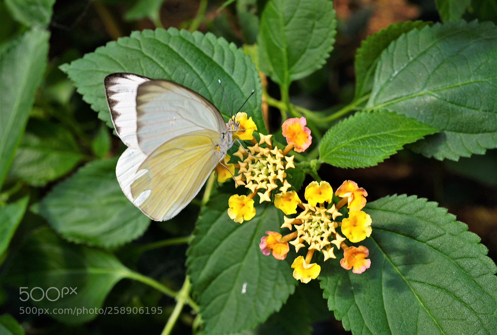 Sony a6000 sample photo. Dsc photography
