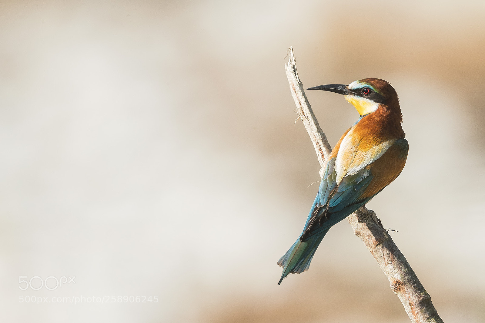 Canon EOS-1D X Mark II sample photo. Bee eater photography